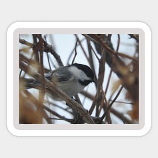 Chicadee Sticker